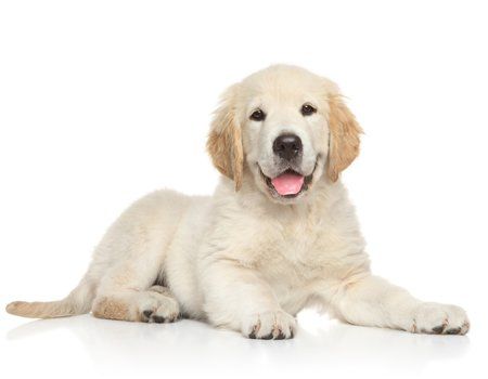 Dog Daycare — Golden Retriever Puppy in Pueblo, CO