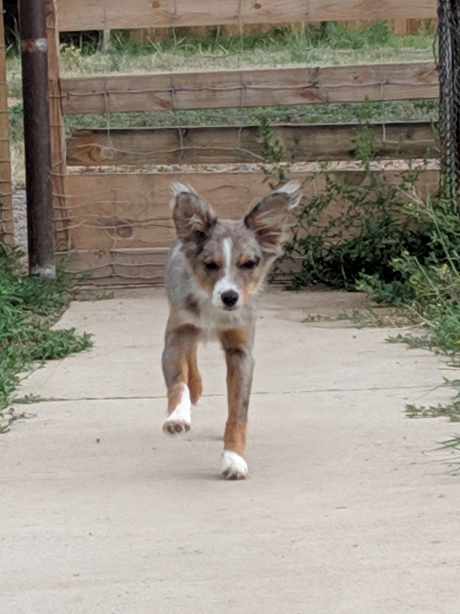 Pet Boarding — Cute Dog Running in Pueblo, CO