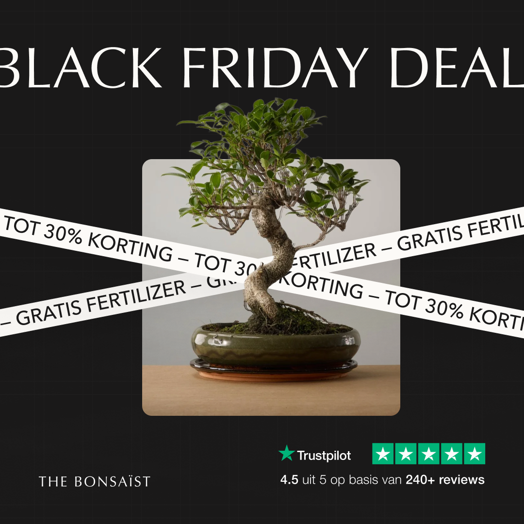 Black Friday deal: Bonsai tree with sale ribbons, green pot, and Trustpilot rating.