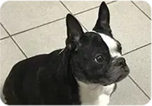 A black and white dog is sitting on a tiled floor and looking at the camera.