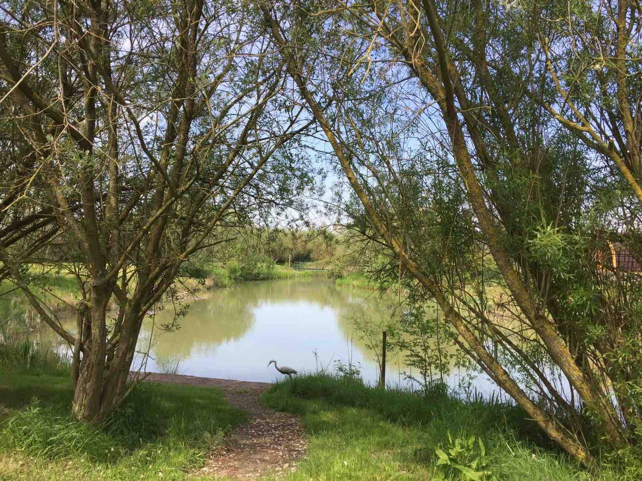 A lake surrounded by trees and grass with a path leading to it.
