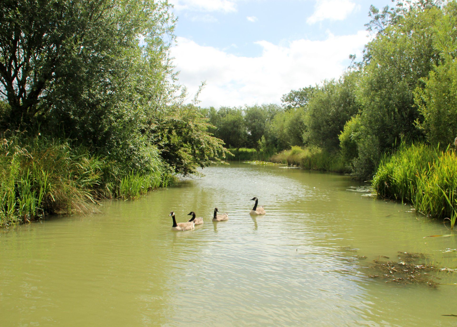 Three ducks are swimming in a river surrounded by trees