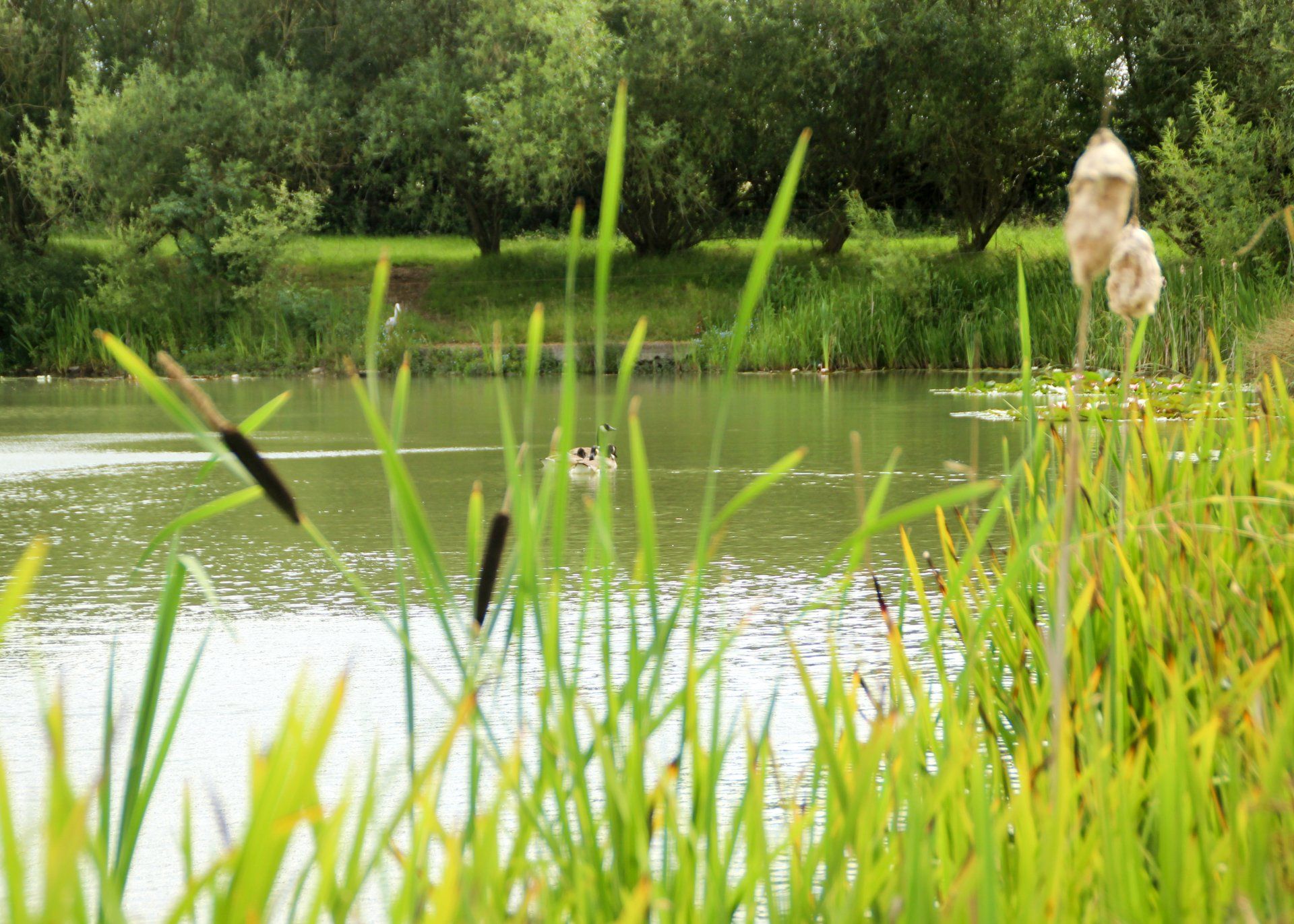 A duck is swimming in a pond with tall grass in the foreground.