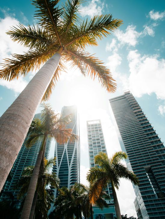 Looking up at palm trees and tall buildings in a city.