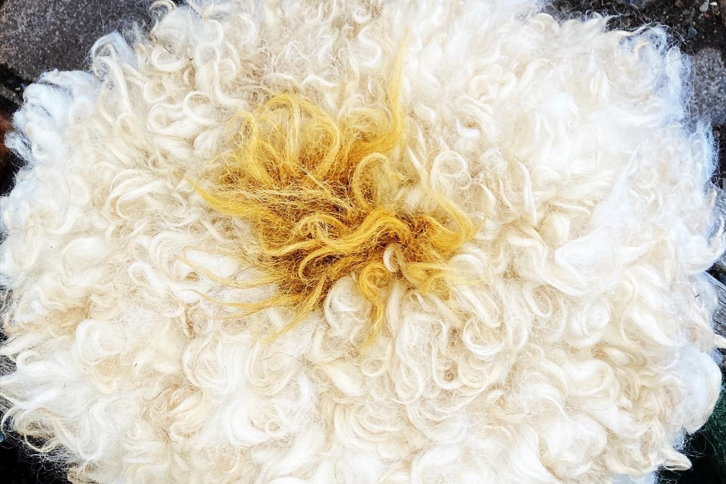 Handgefärbte Farbakzente im Fell