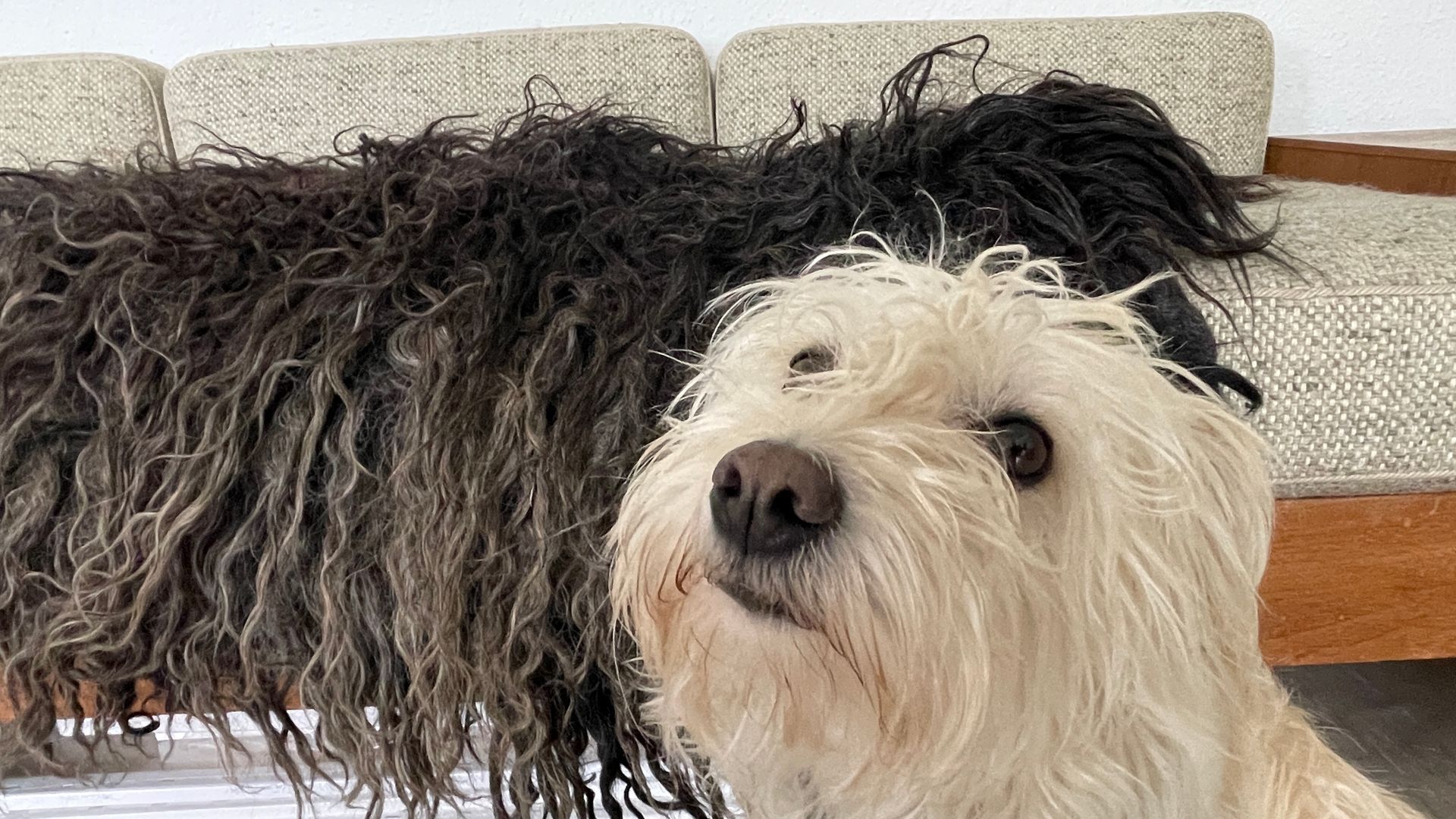 Zackelschaf gefilztes Fell ohne Haut