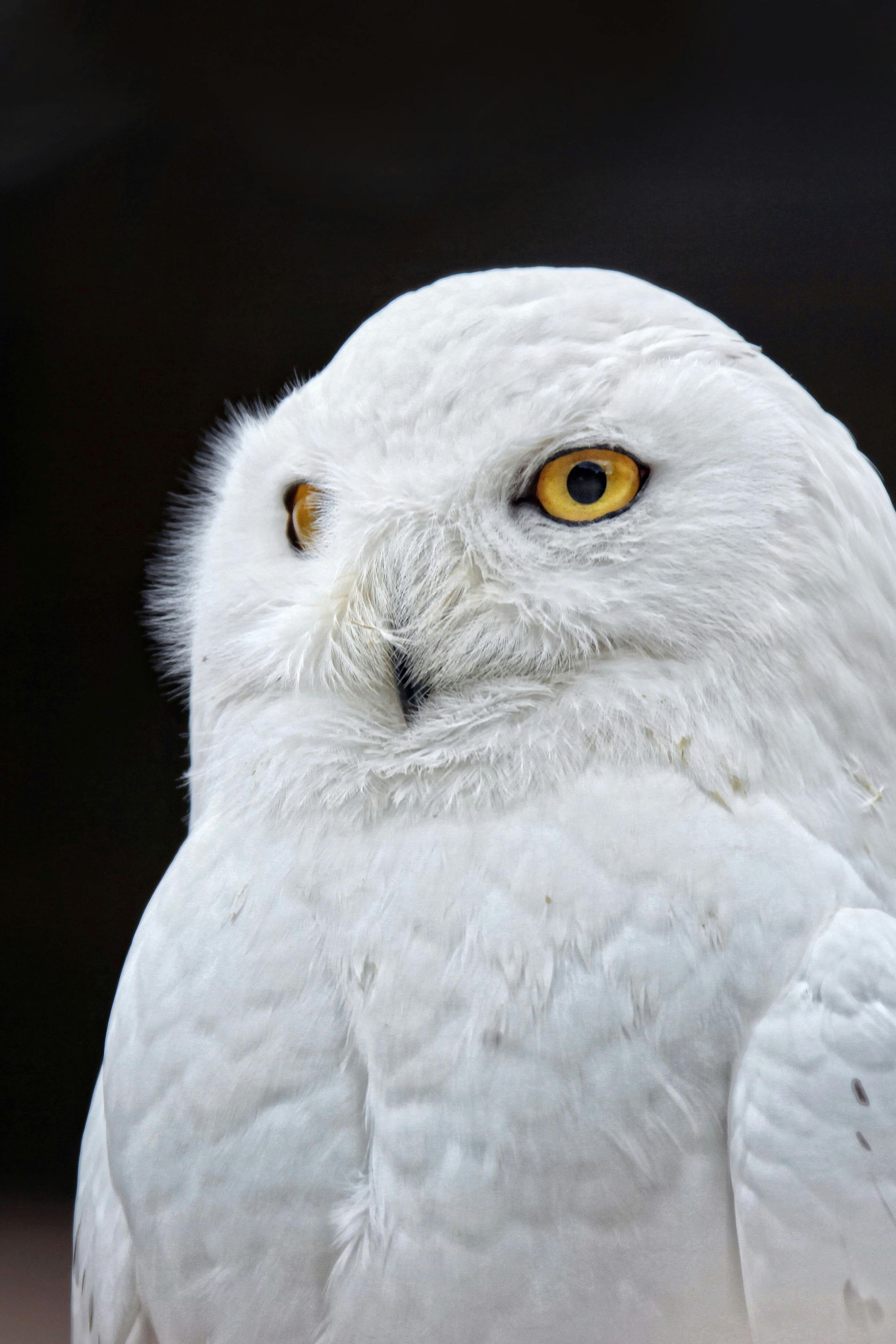 Reflection prompts and intuitive guidance from the owl spirit animal
