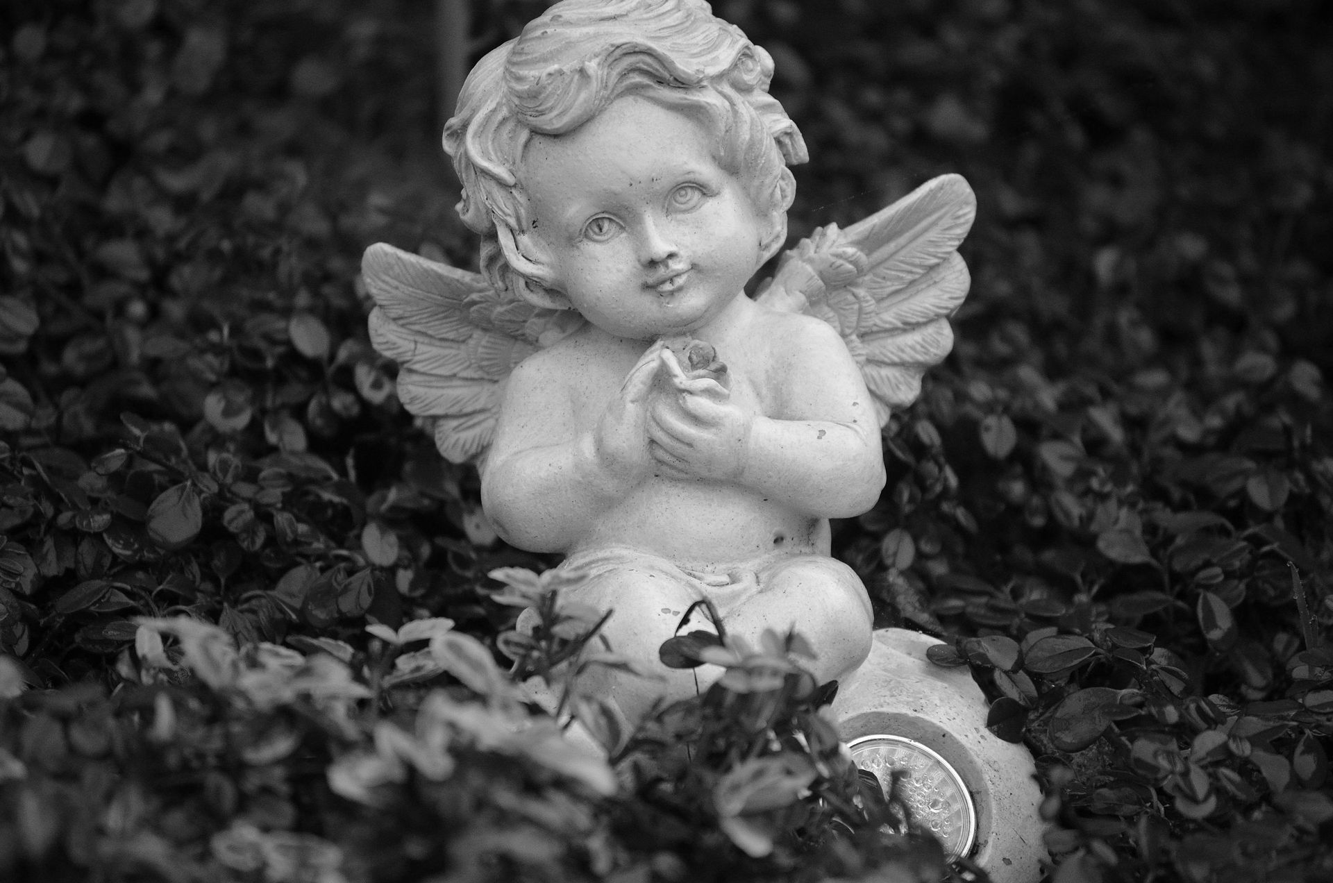 Statue of an angel holding a flower, seated in a garden bed with green foliage.