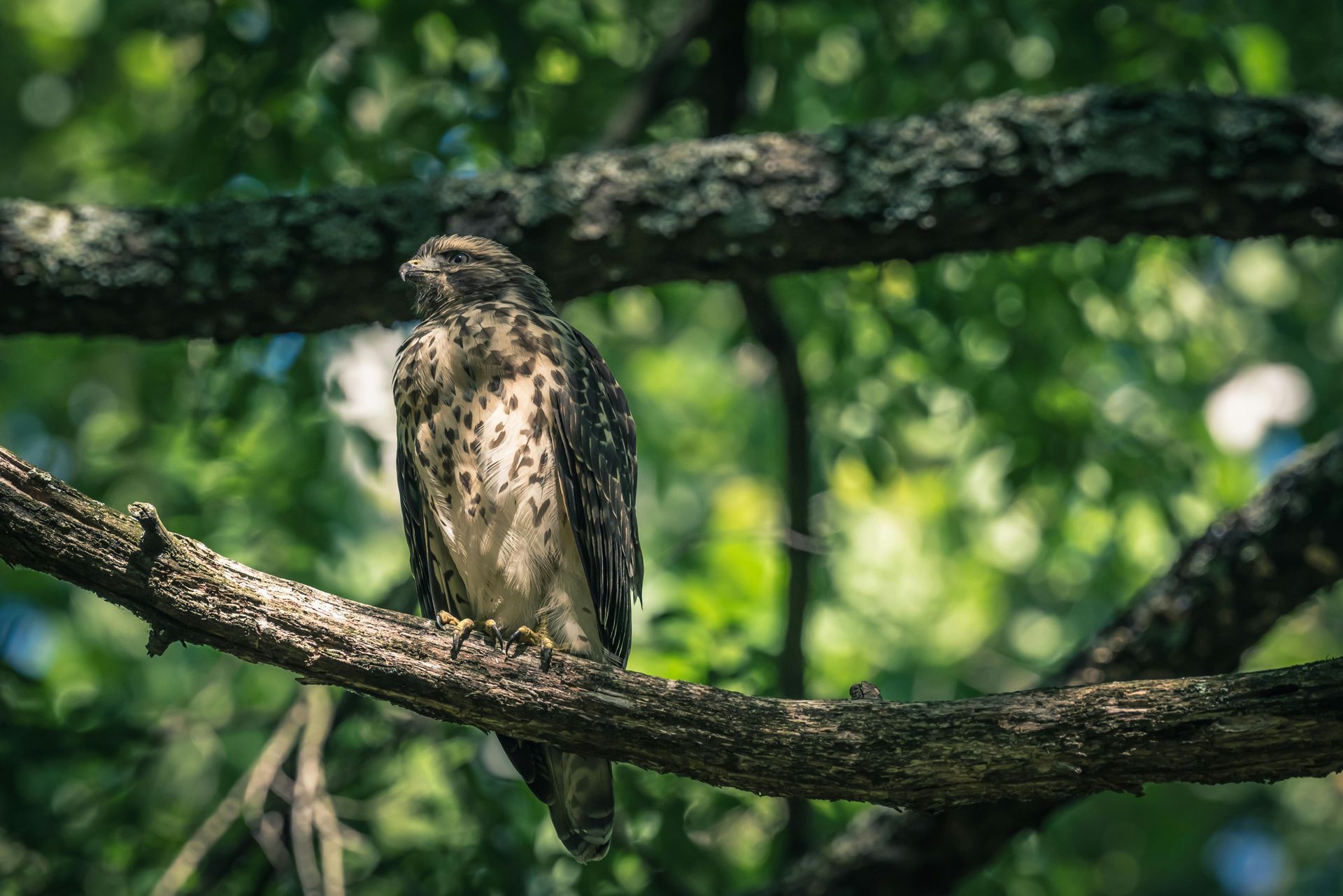 Reflection prompts and guidance from the hawk spirit animal for focused action