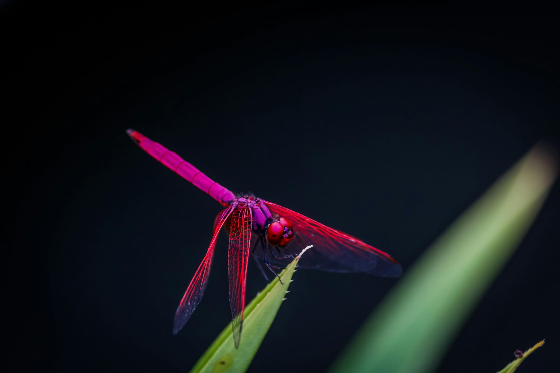 Reflection prompts and guidance from the dragonfly spirit animal for clear seeing
