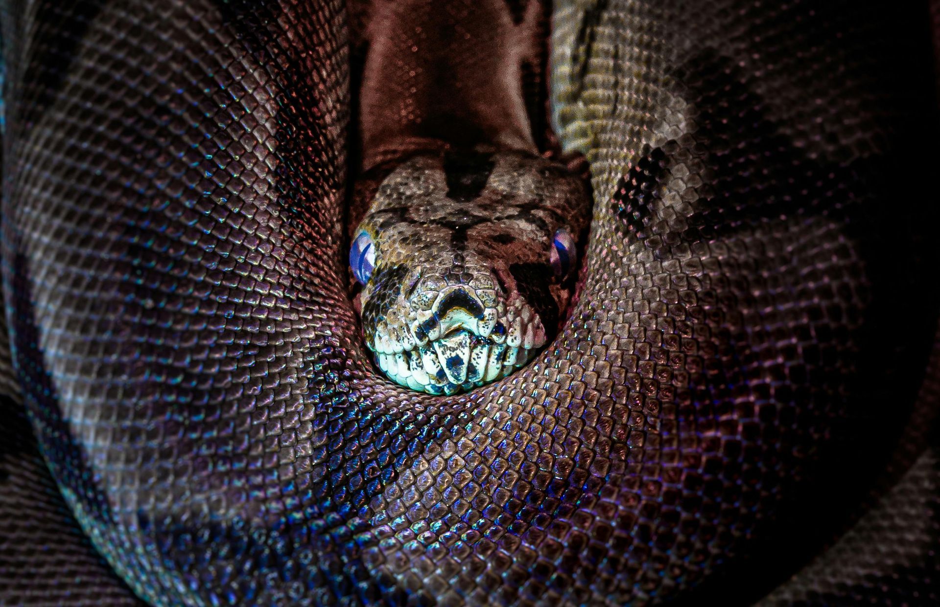 Snake spirit animal meaning and healing transformation symbolism