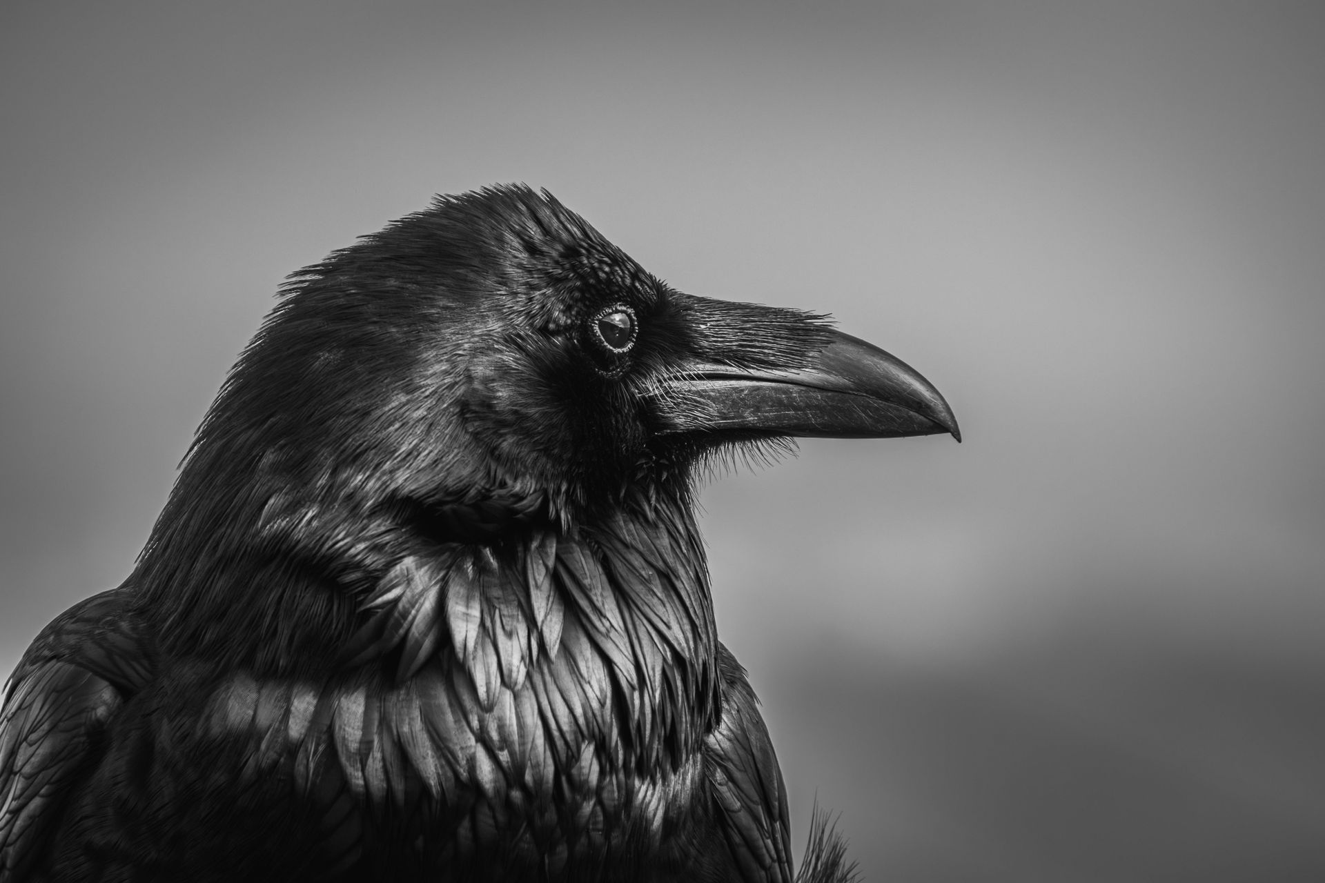 Light and shadow aspects of raven spirit animal eclipse and mystery energy