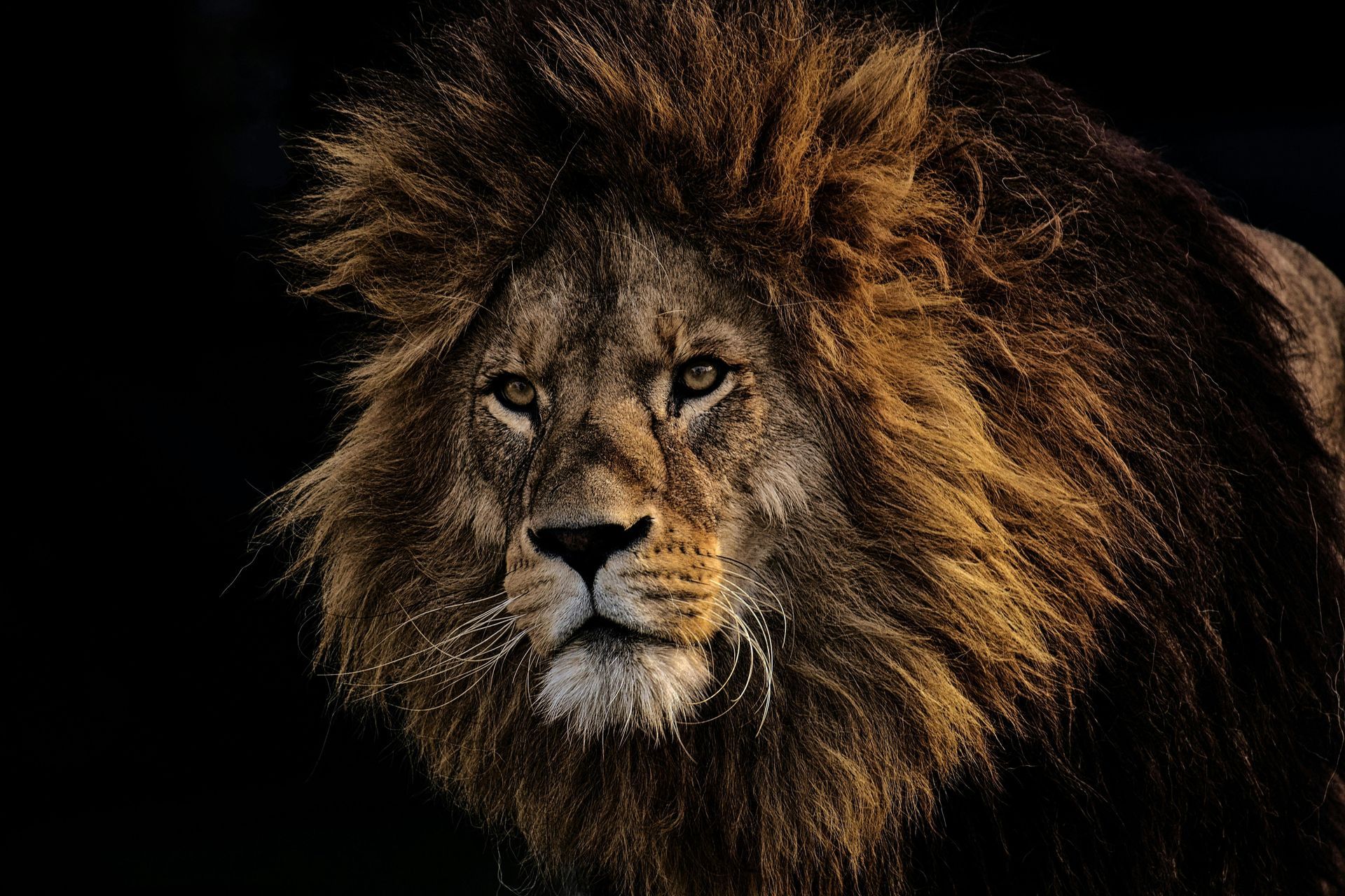 Lion spirit animal meaning and courageous leadership symbolism