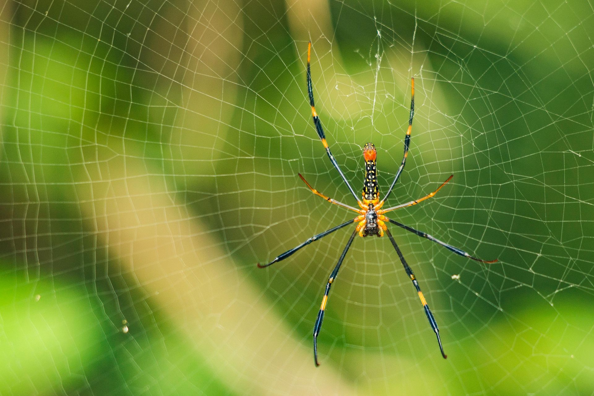 Spiritual message of the spider spirit animal for weaving and creation