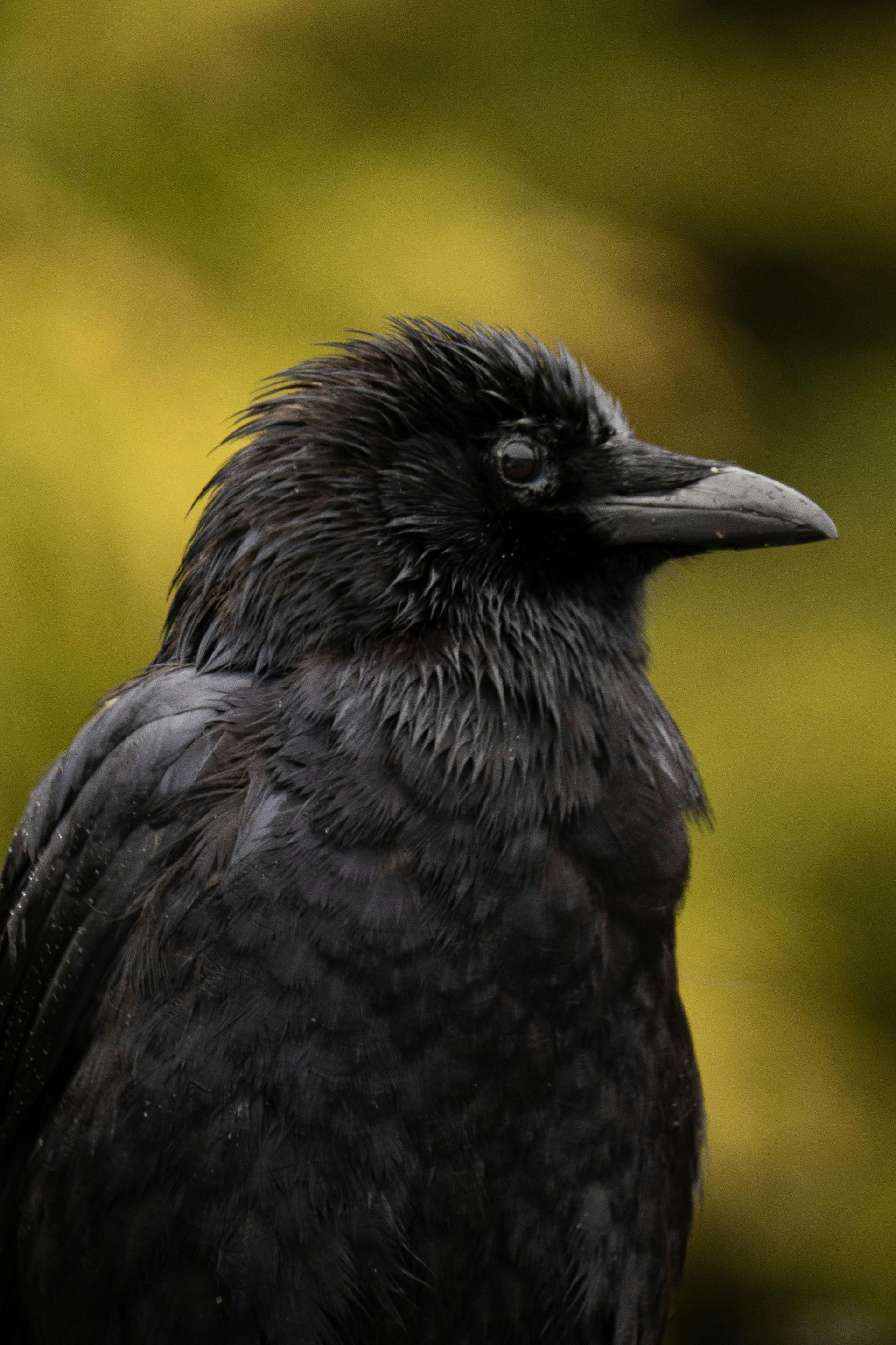 Reflection prompts and guidance from the raven spirit animal for transformation