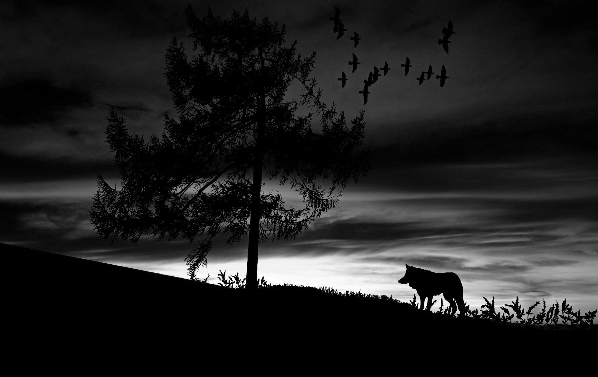 A silhouette of a wolf standing next to a tree at sunset