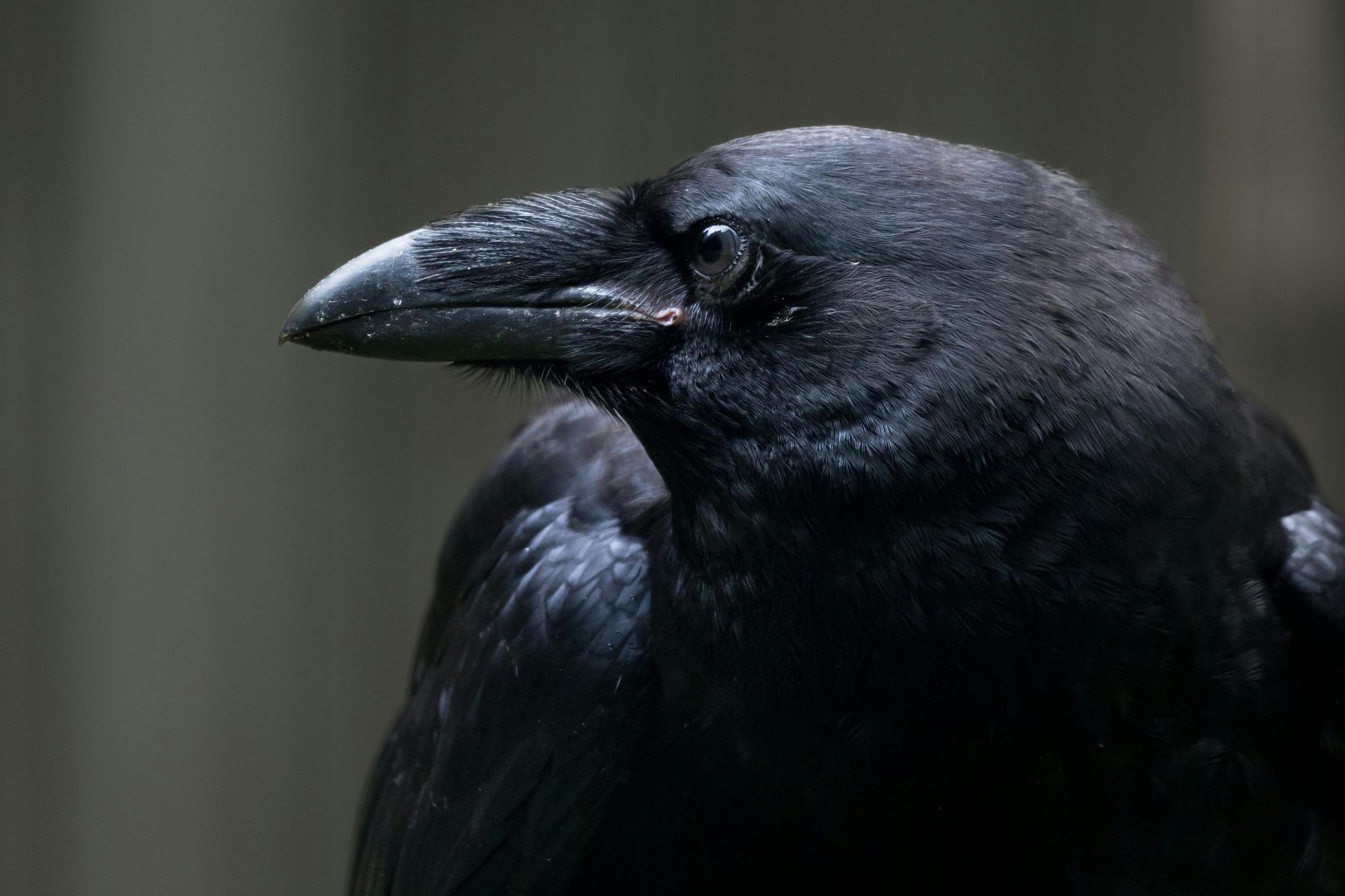 Light and shadow aspects of crow spirit animal insight and cynicism