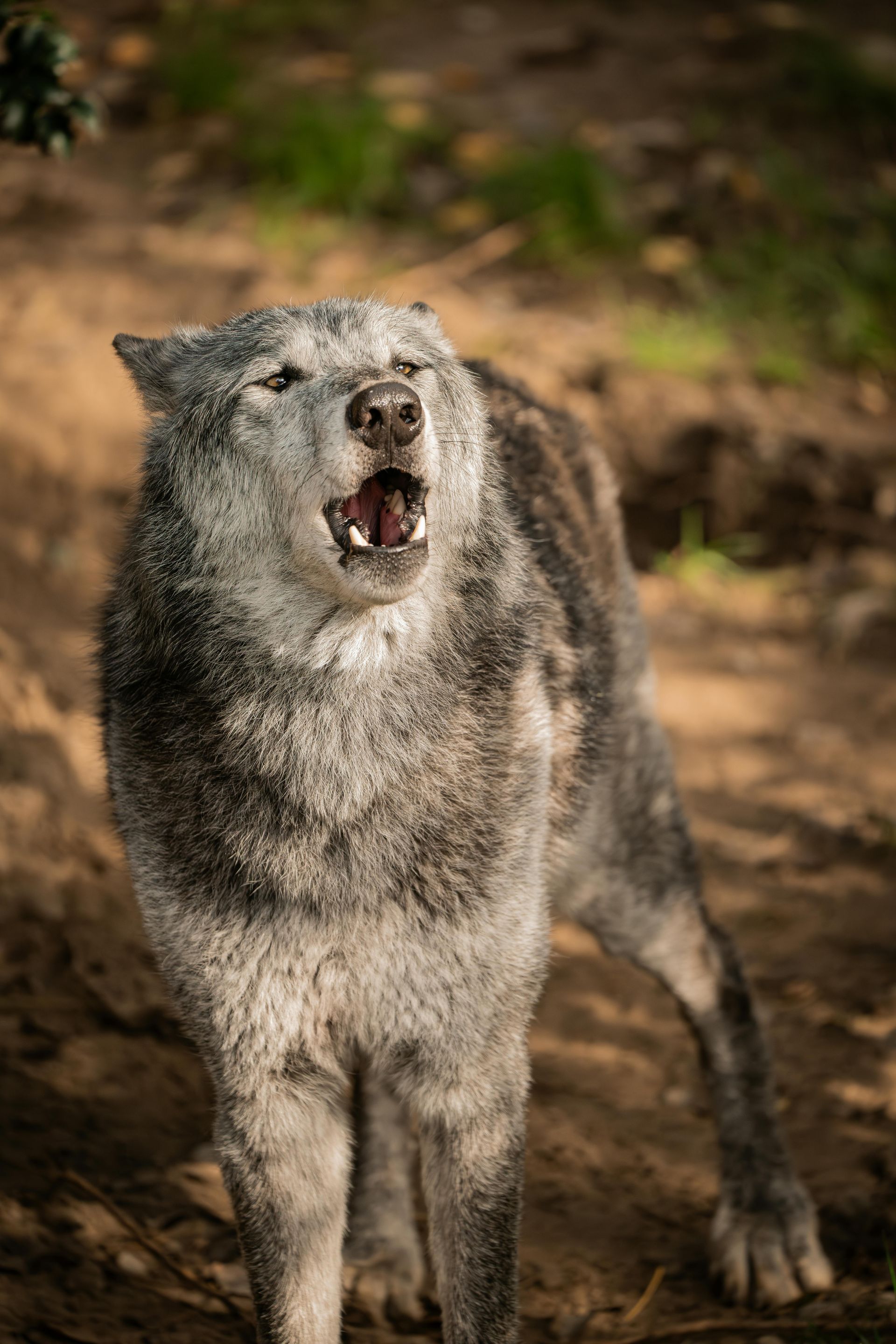 Grey wolf howling, mouth open, standing on sandy ground, surrounded by greenery.