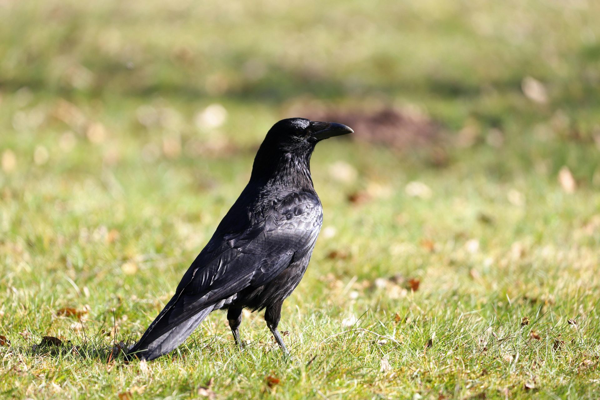Reflection prompts and guidance from the crow spirit animal for wiser choices