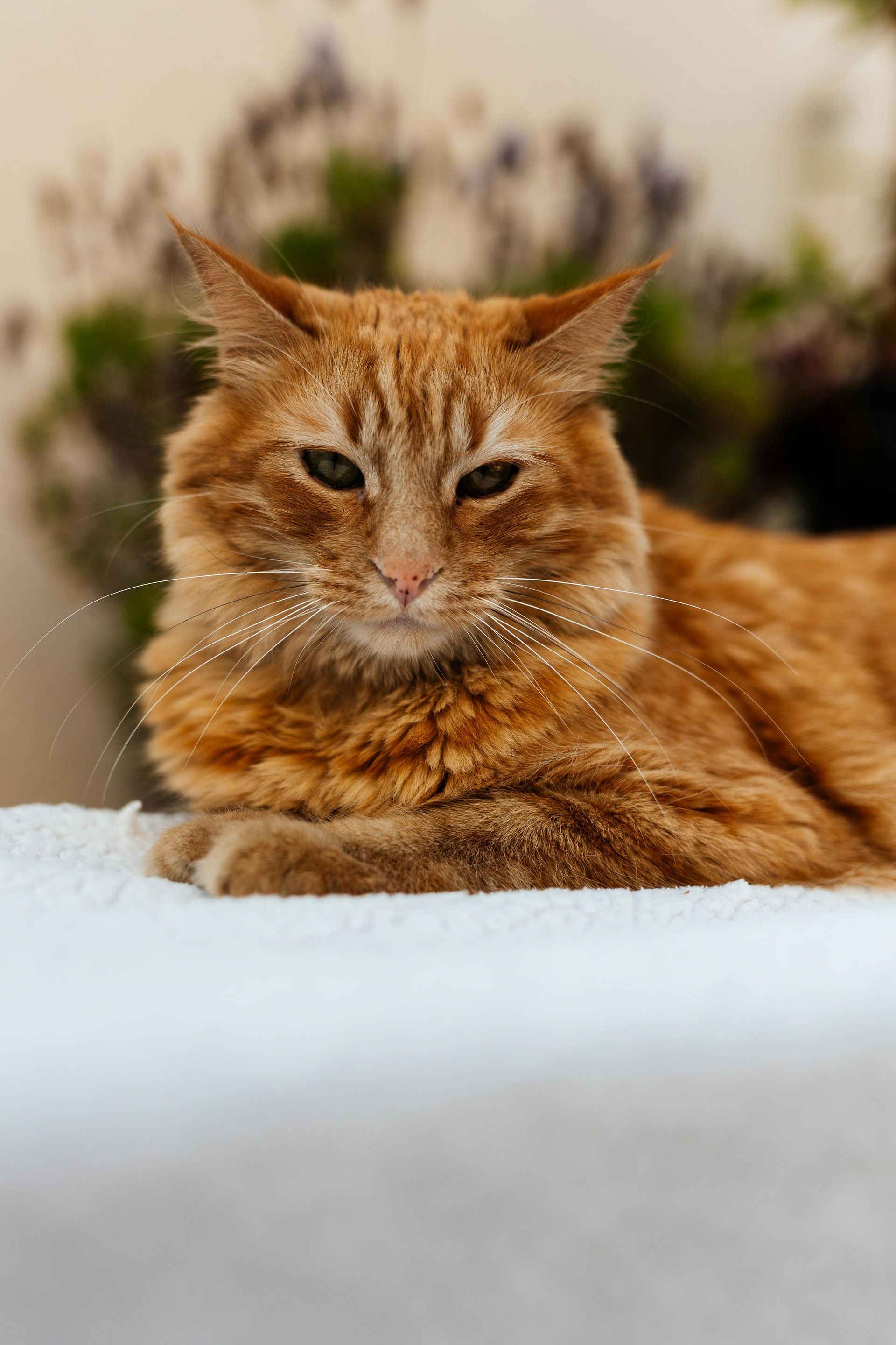 Reflection prompts and guidance from the cat spirit animal for boundaries