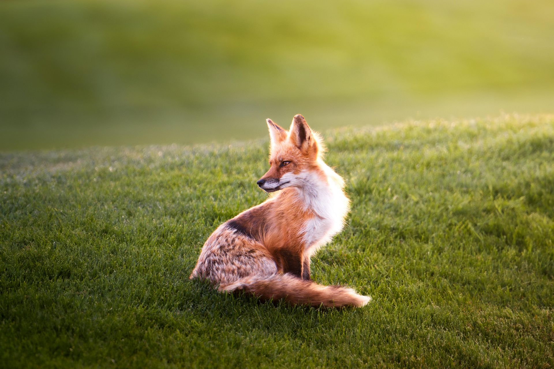 Fox spirit animal meaning and adaptability symbolism