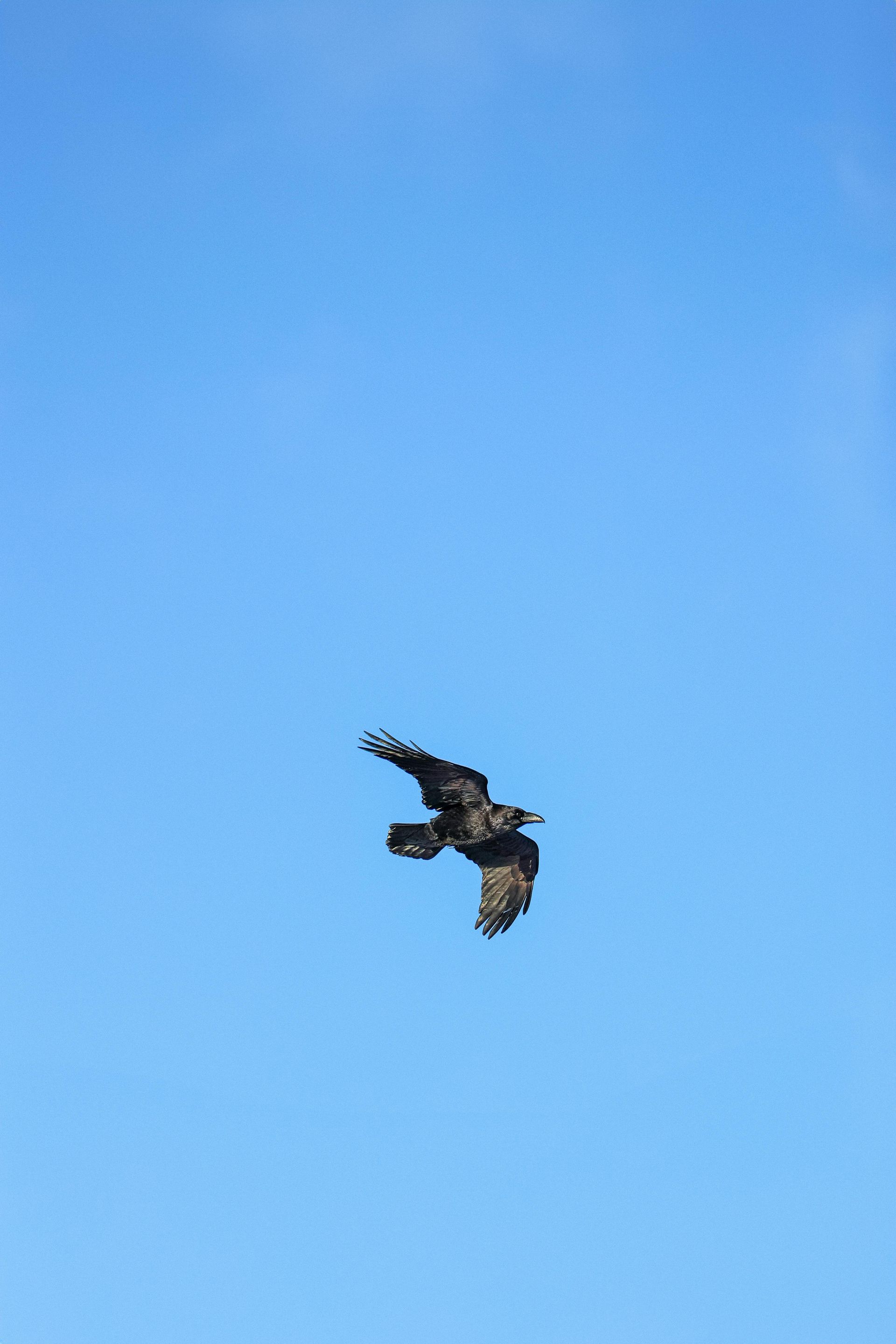 Spiritual message of the raven spirit animal for endings and new beginnings