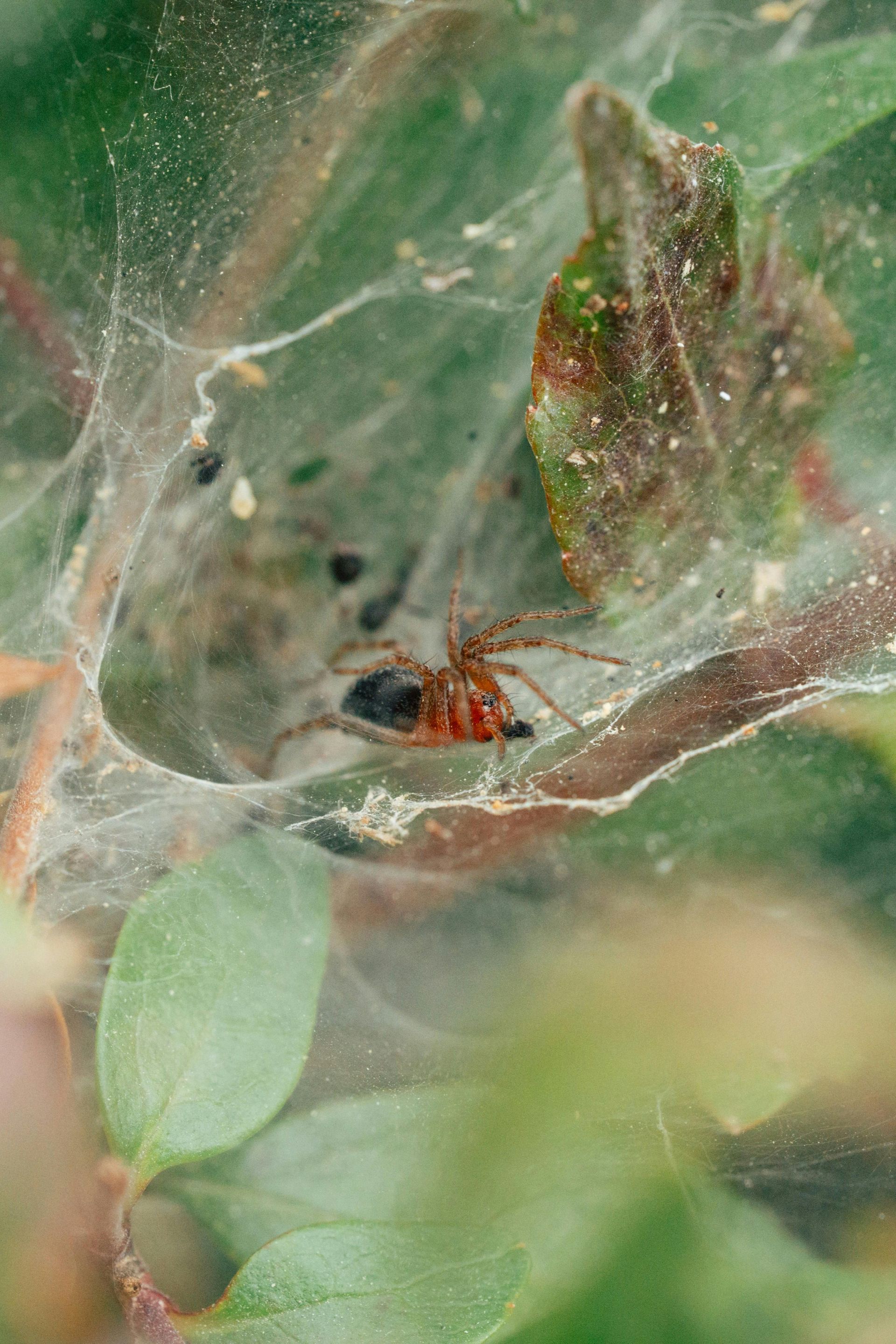 Reflection prompts and guidance from the spider spirit animal for intentional building