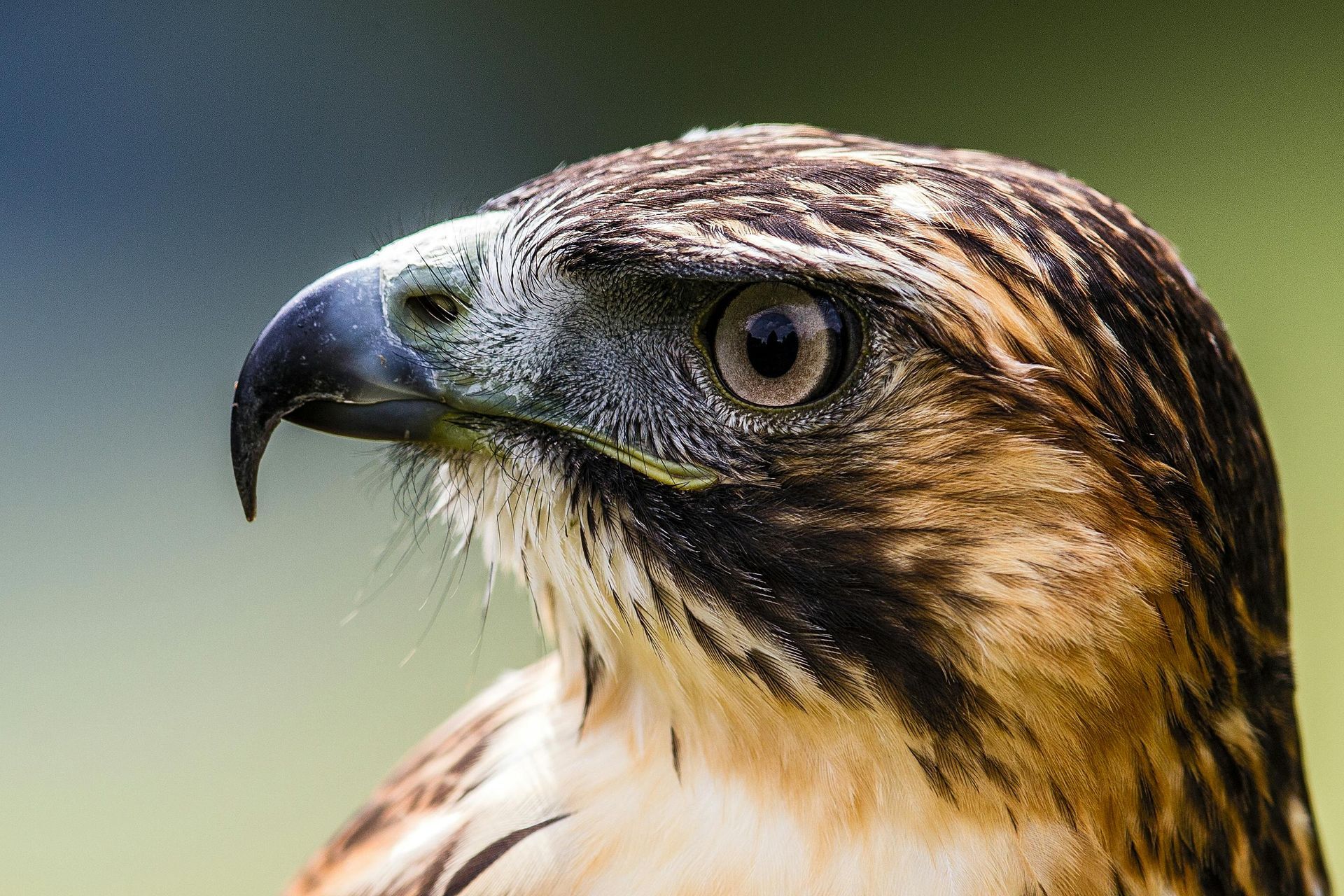 Hawk spirit animal meaning and focus symbolism