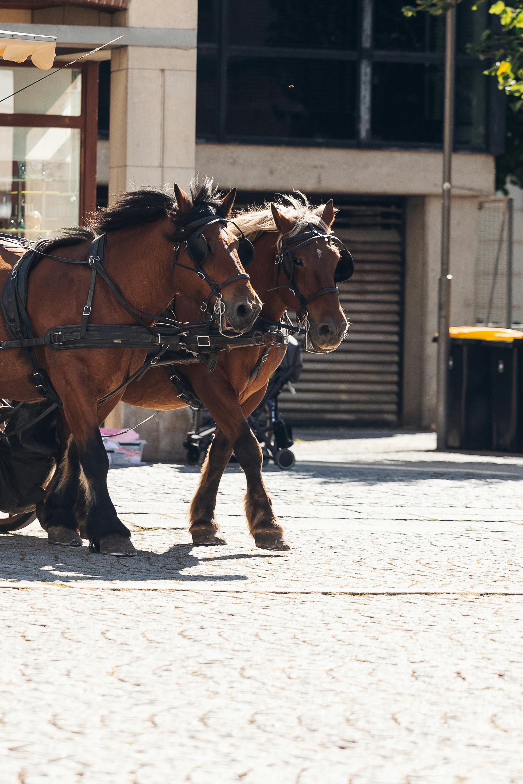 Reflection prompts and guidance from the horse spirit animal for forward movement