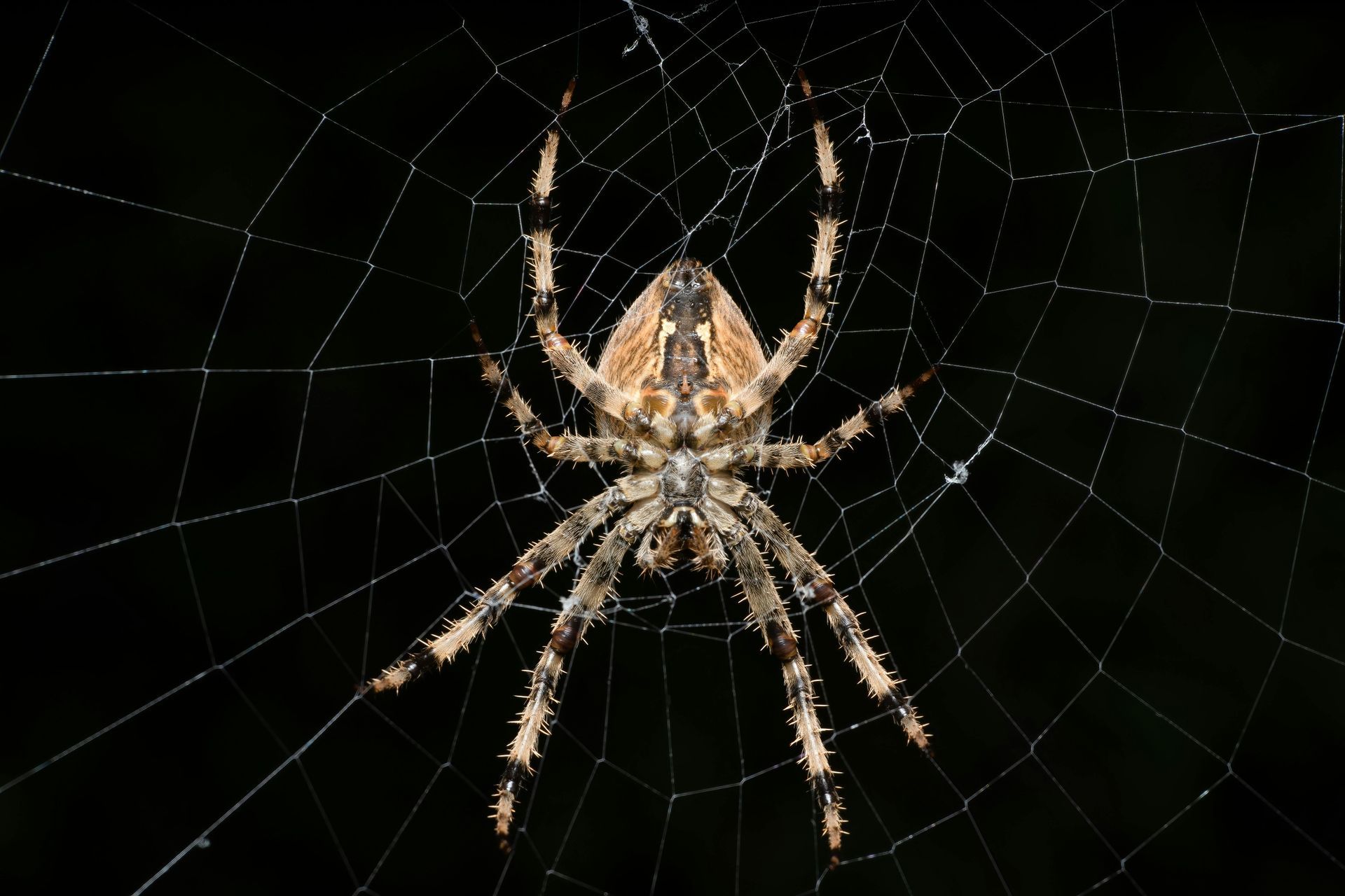 Spider spirit animal meaning and manifestation symbolism