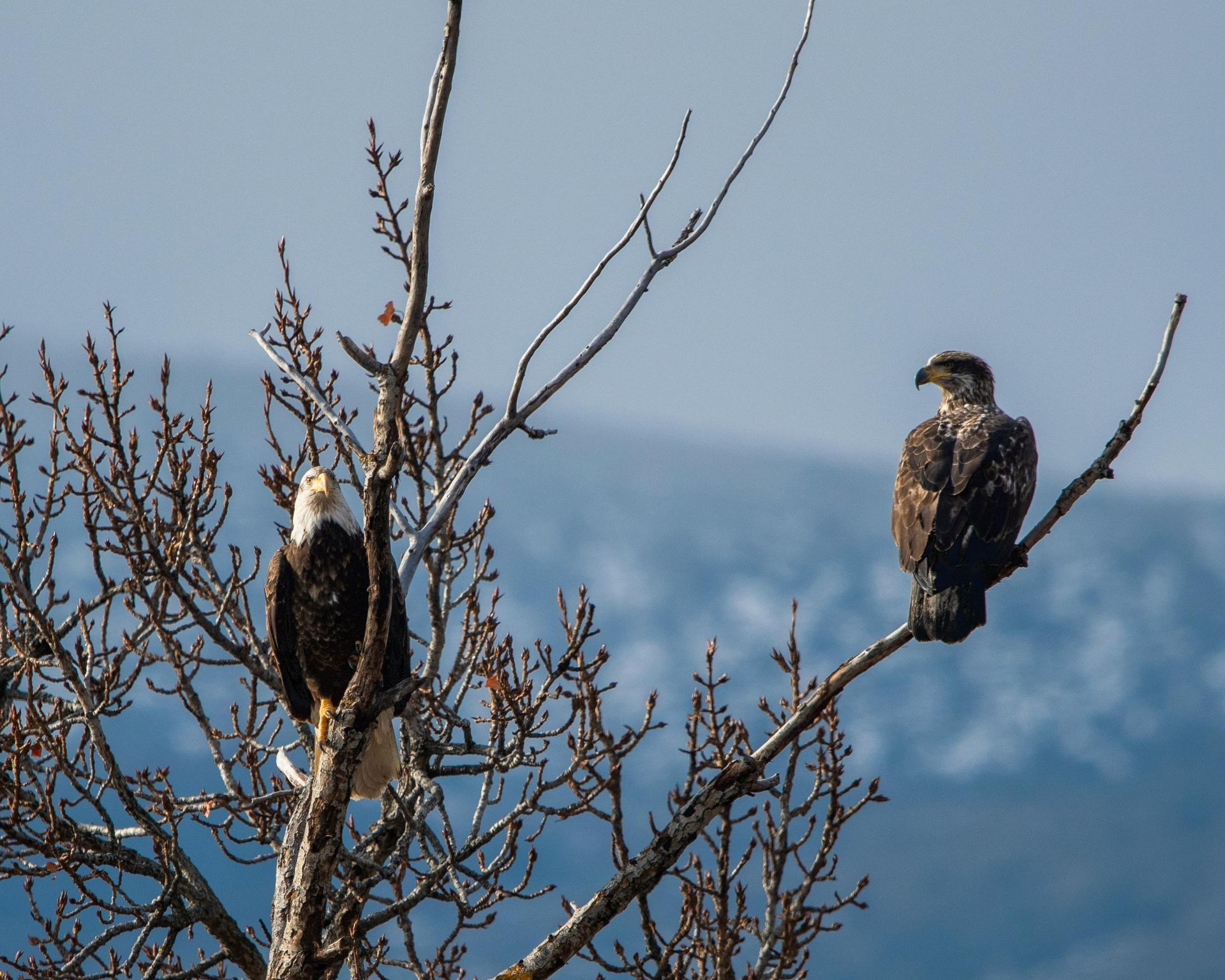 Two eagles perched in a bare tree against a blue, cloudy sky. One has a white head, the other, brown.