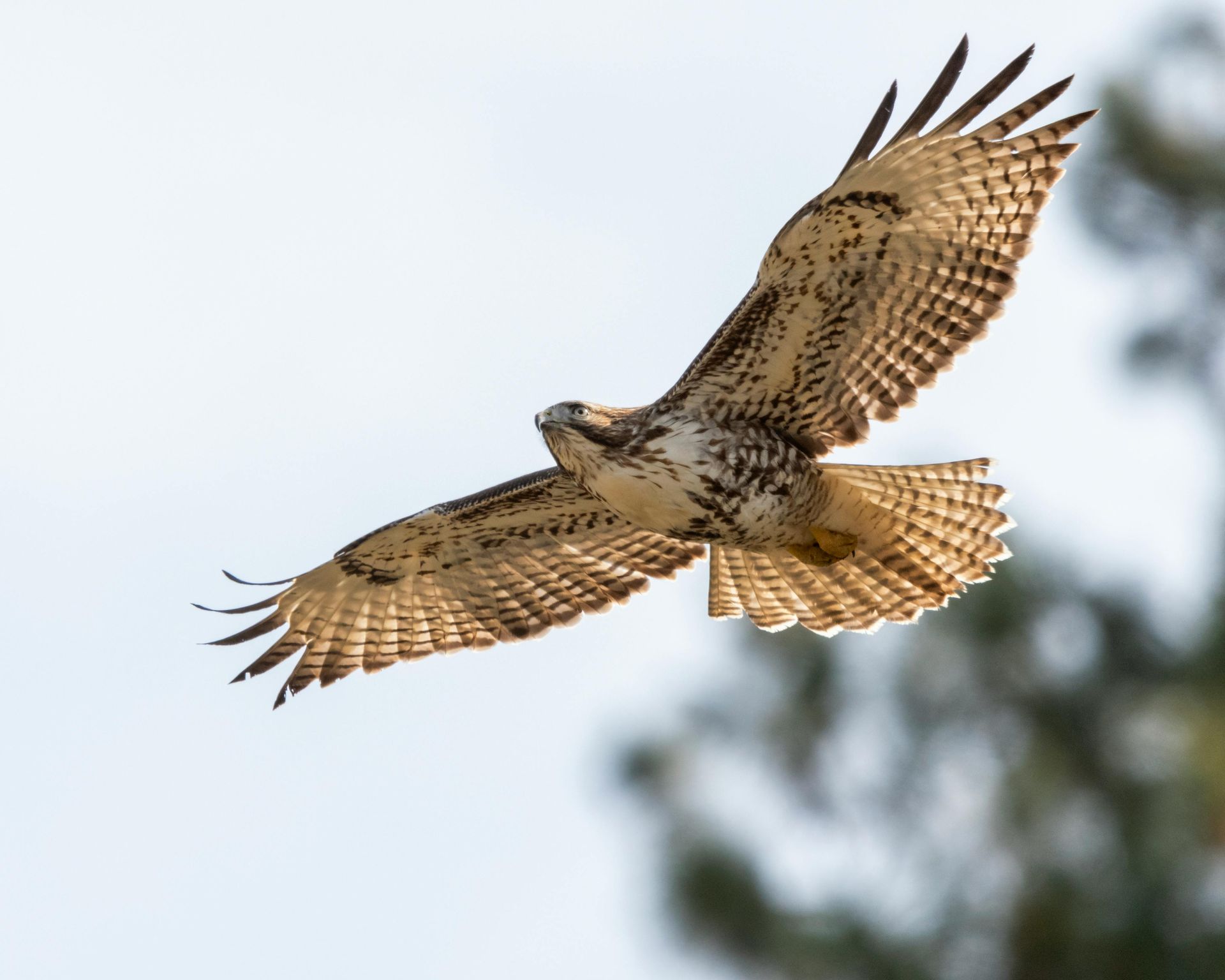 Spiritual message of the hawk spirit animal for clarity and commitment