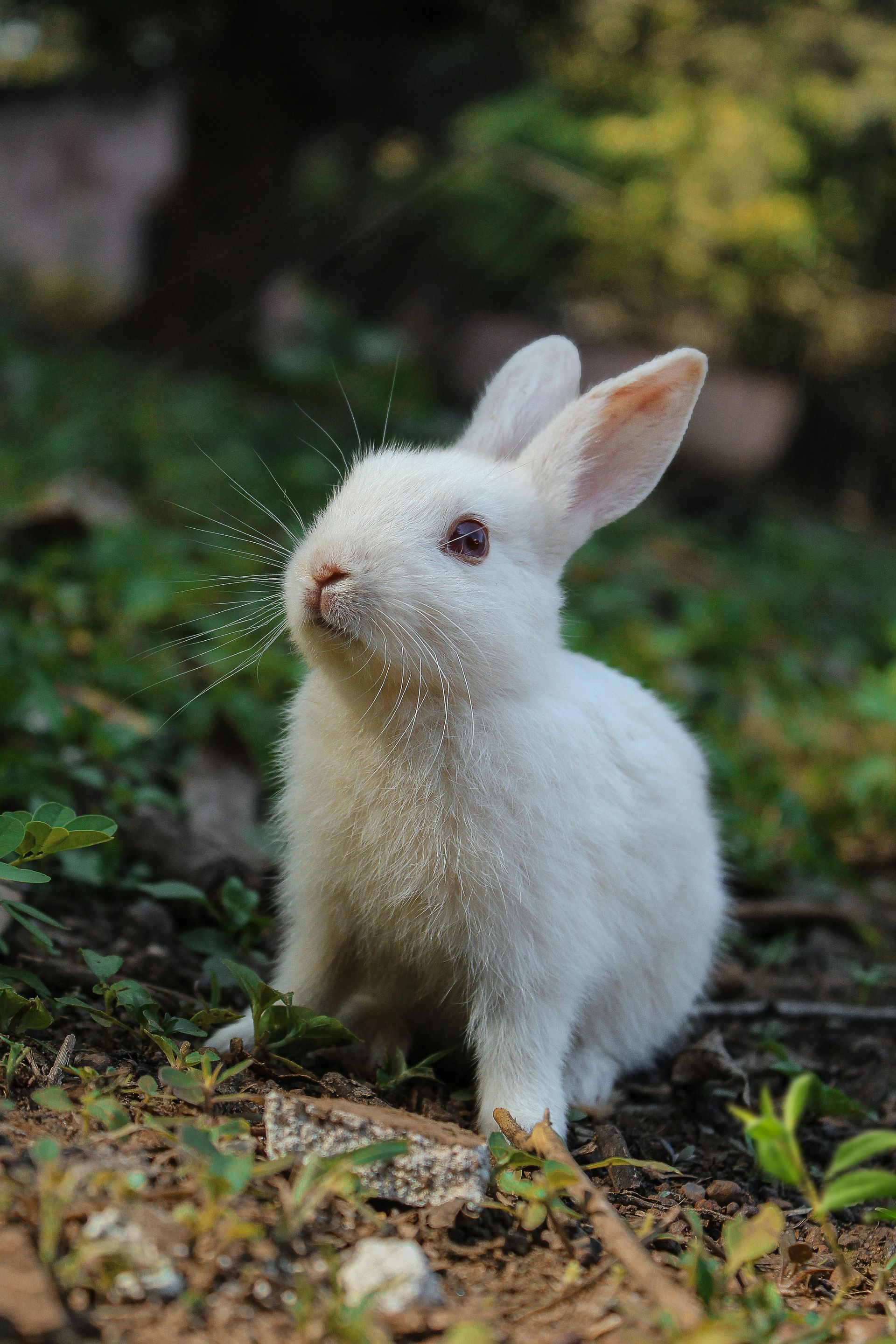 Light and shadow aspects of rabbit spirit animal sensitivity and avoidance