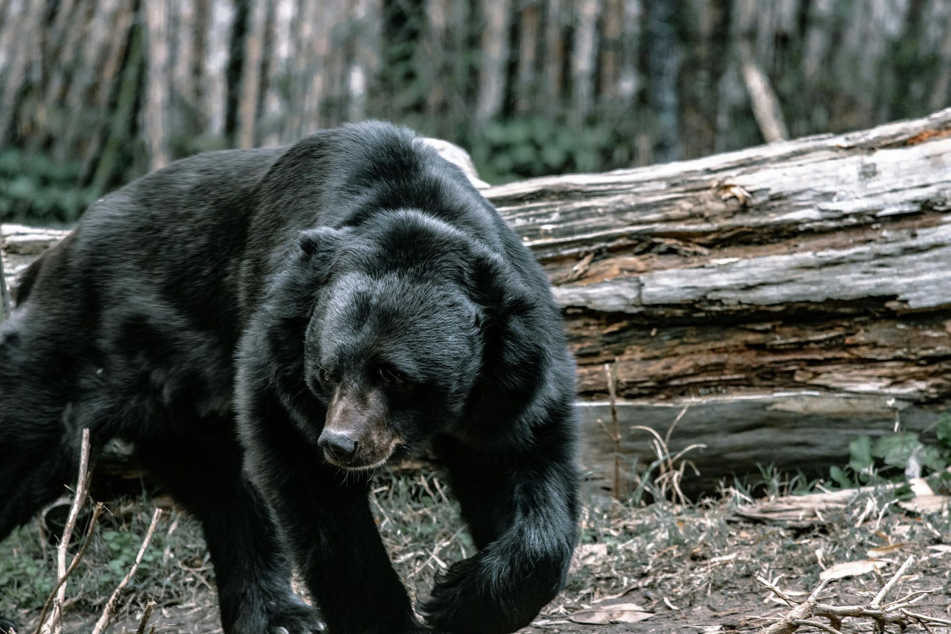 Black bear walking toward the viewer, near a fallen log, in a wooded area.