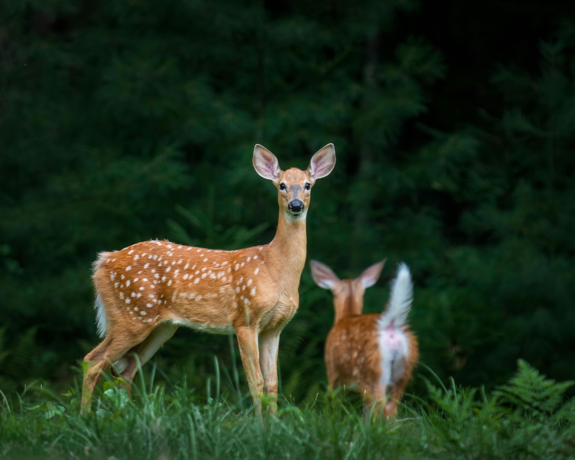 Reflection prompts and compassionate guidance from the deer spirit animal