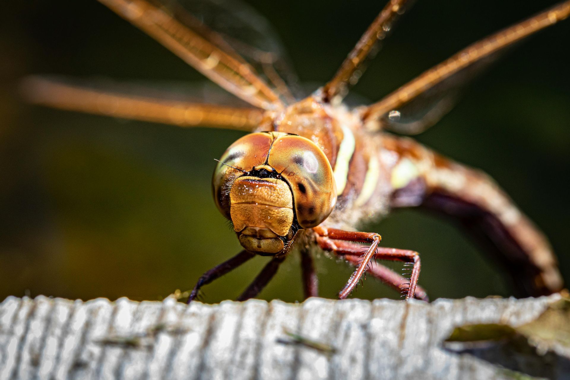 Spiritual message of the dragonfly spirit animal for truth and perspective
