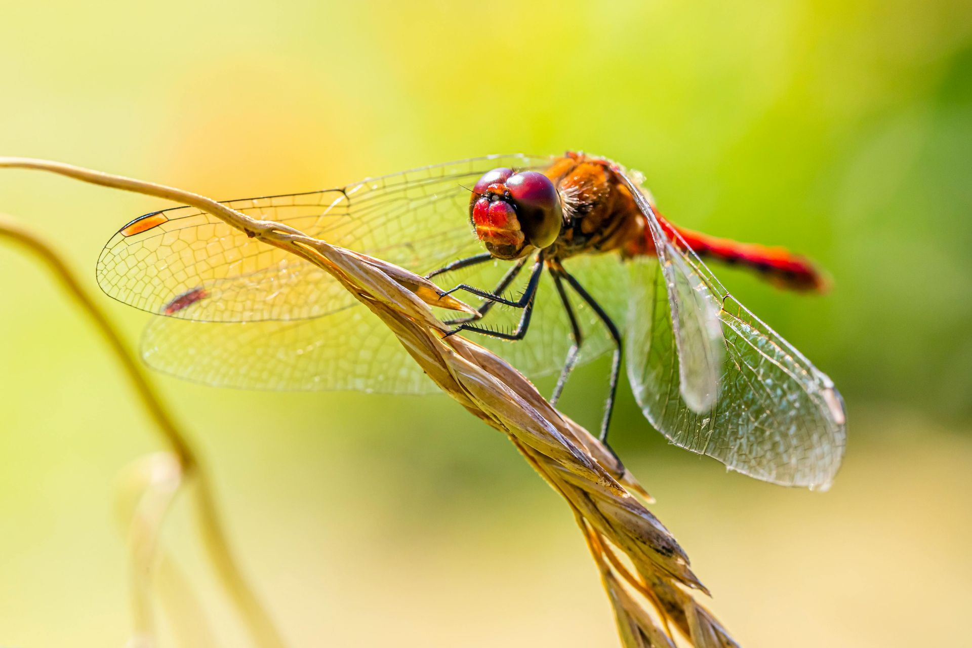 Dragonfly spirit animal meaning and clarity symbolism