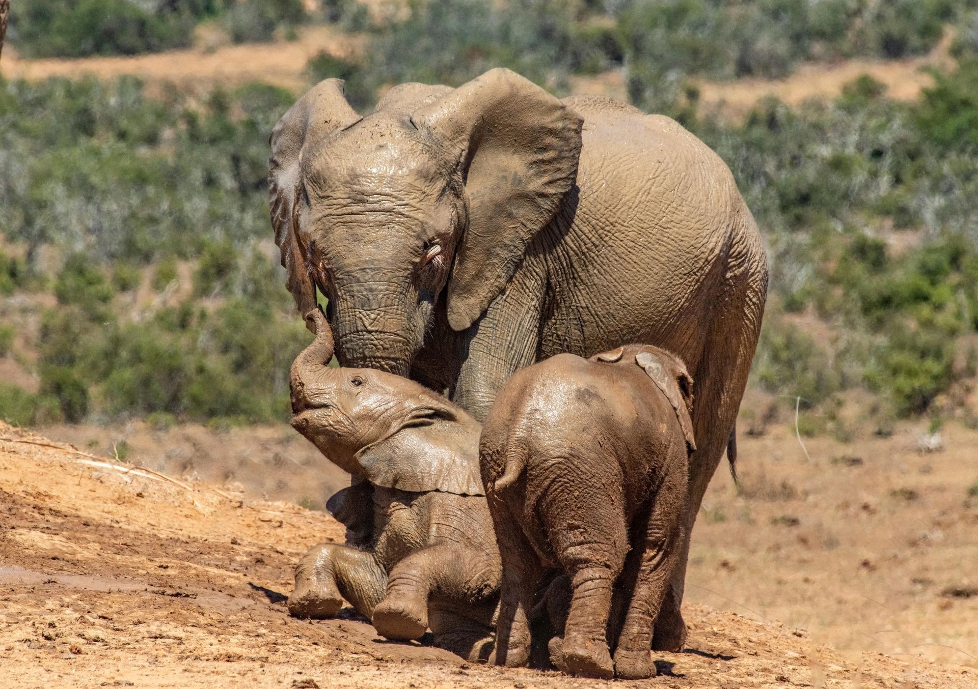 Reflection prompts and guidance from the elephant spirit animal for legacy building