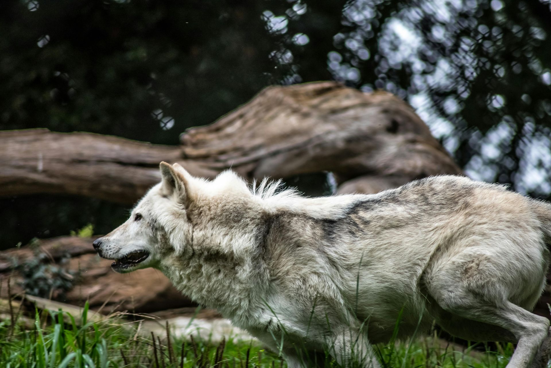 Gray wolf in profile, outdoors, walking in tall grass. A large log is in the background.