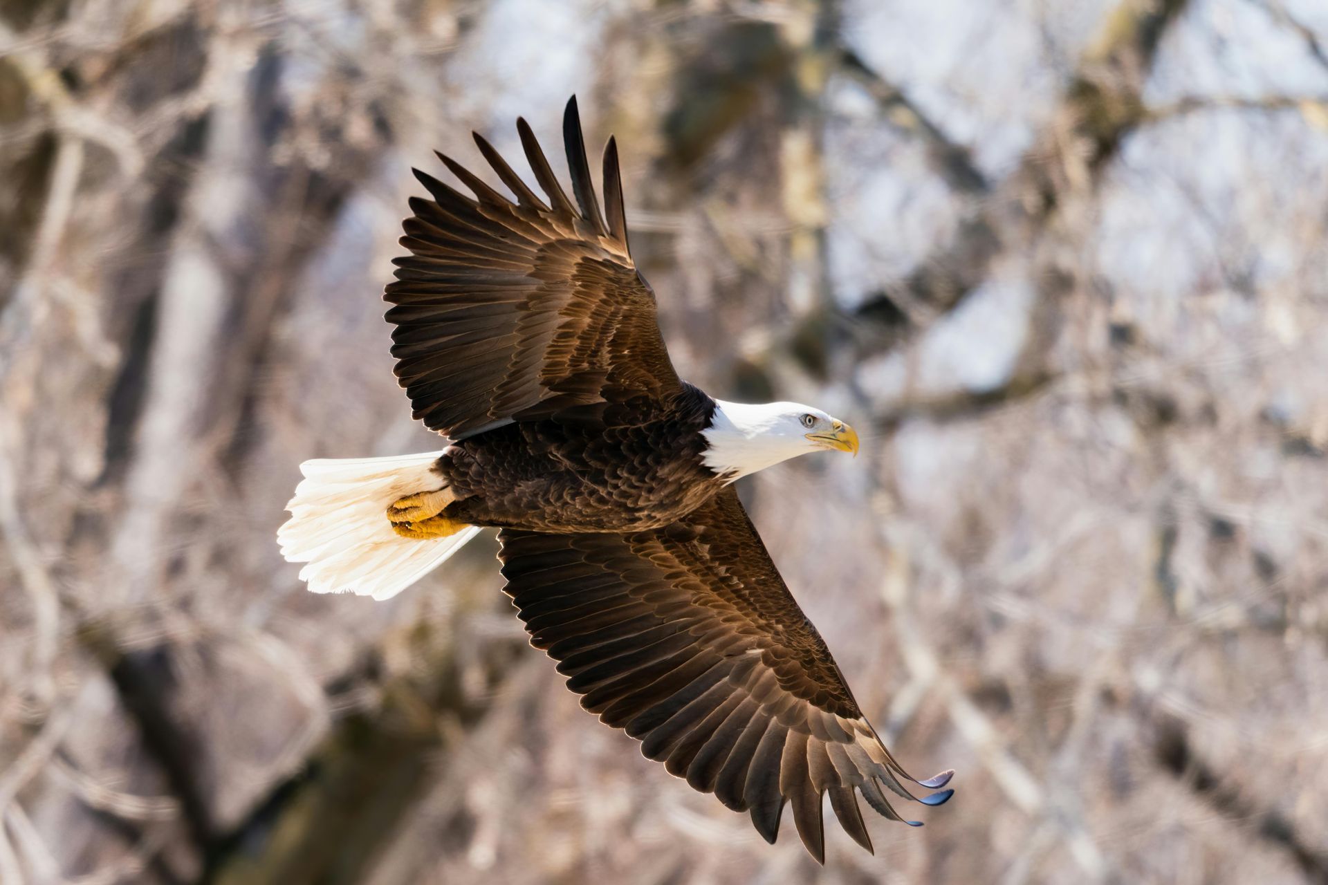 Bald eagle in flight, white head and tail, brown body, wings outstretched against a blurred tree backdrop.