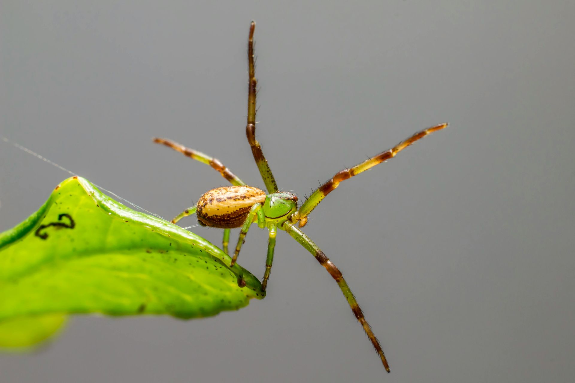 Light and shadow aspects of spider spirit animal patterns and control