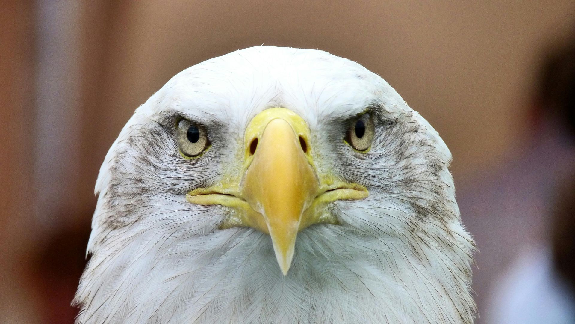 Bald eagle, close-up, facing forward. White head and neck, yellow beak, brown eyes, intense stare.