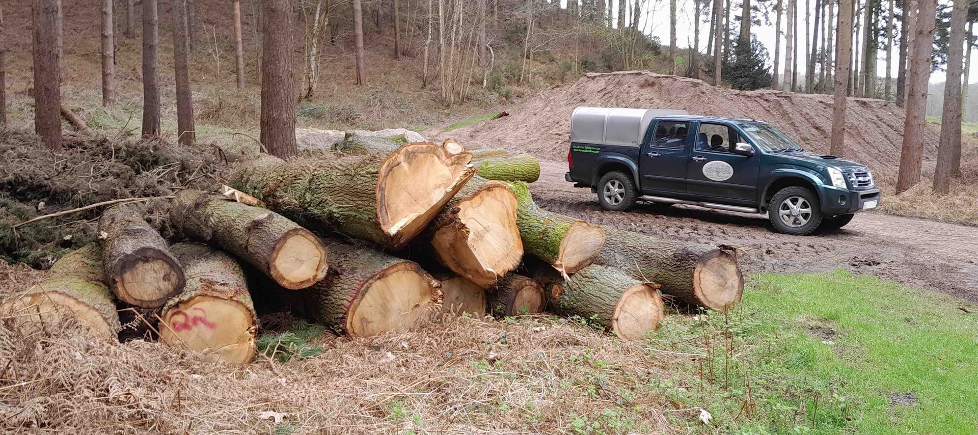 image shows about 20 recently felled Oak trunks waiting to be collected for milling