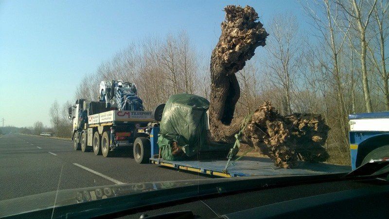 Mezzo per trasporto alberi e trasporti eccezionali di macchinari a Tarcento