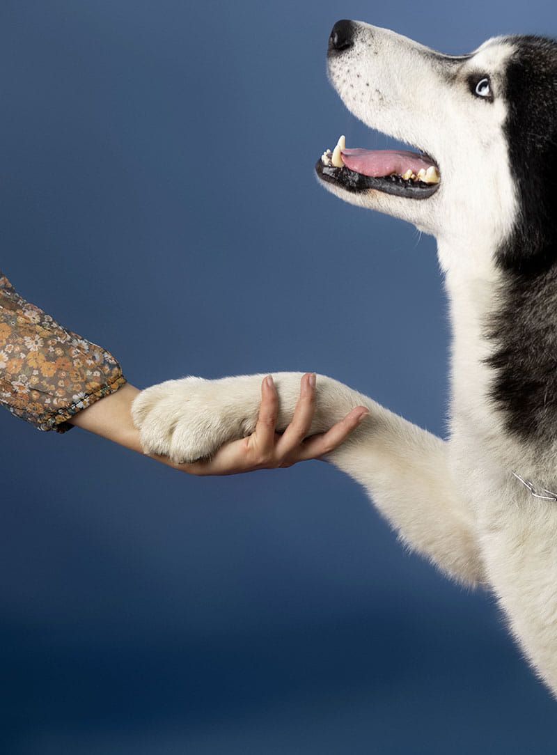 Pranoterapia su animali