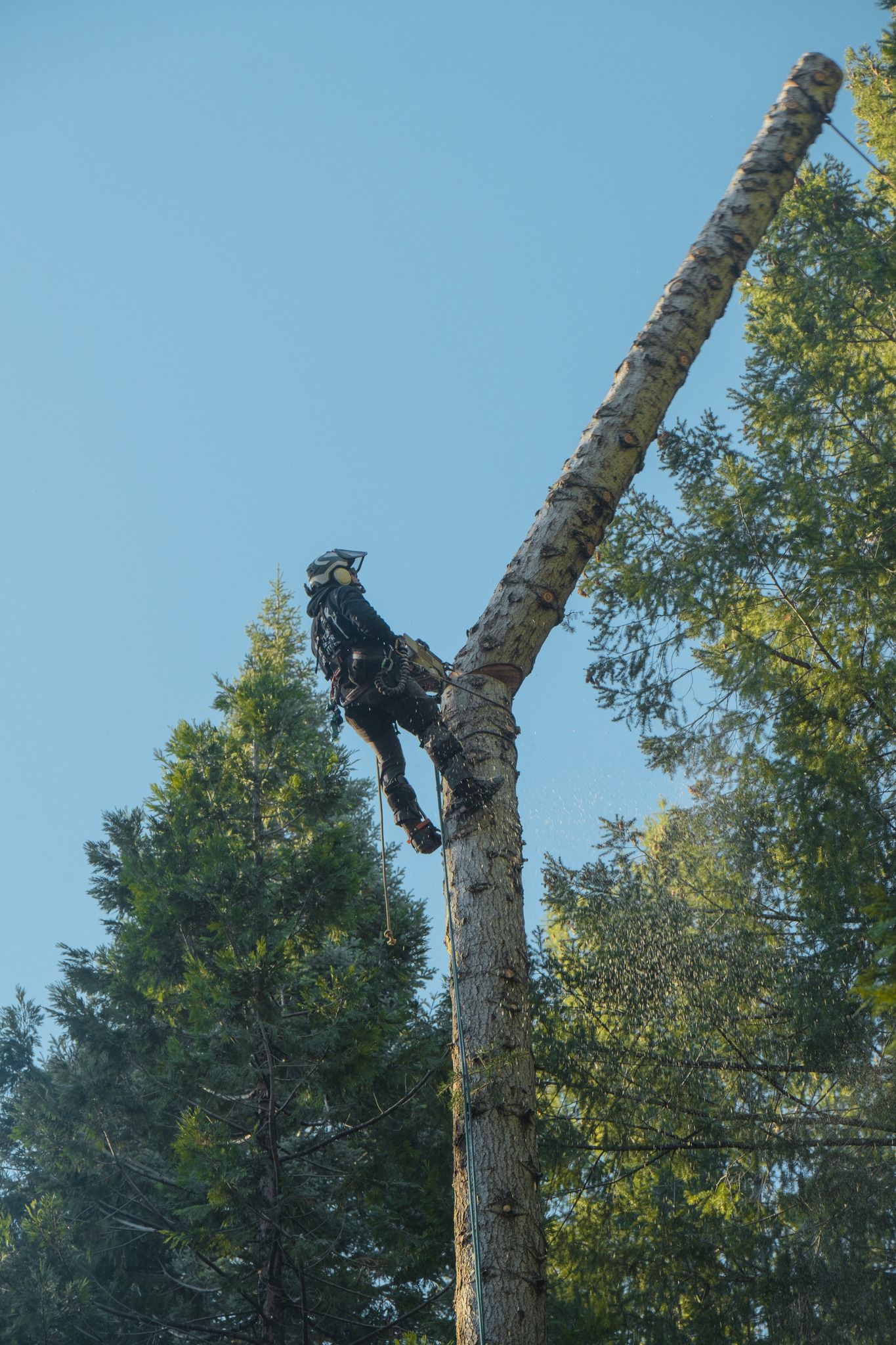 El Dorado Hills, CA Tree Cutting