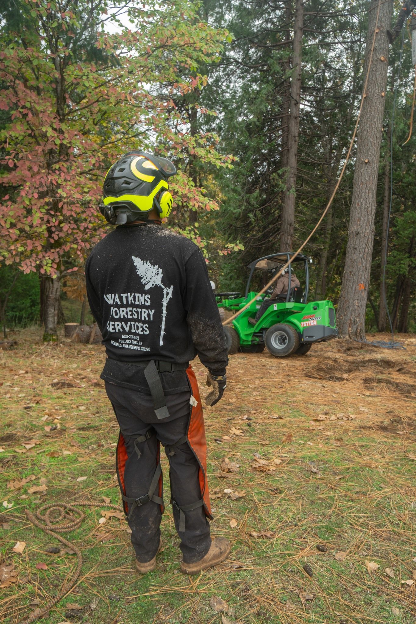 El Dorado Hills, CA Tree Removal