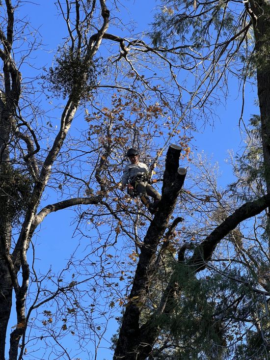 Placerville Tree Service