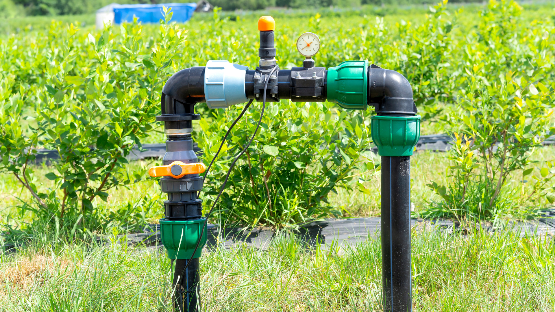 Irrigation system in a field with black pipes and green fittings, including a pressure gauge and valve.