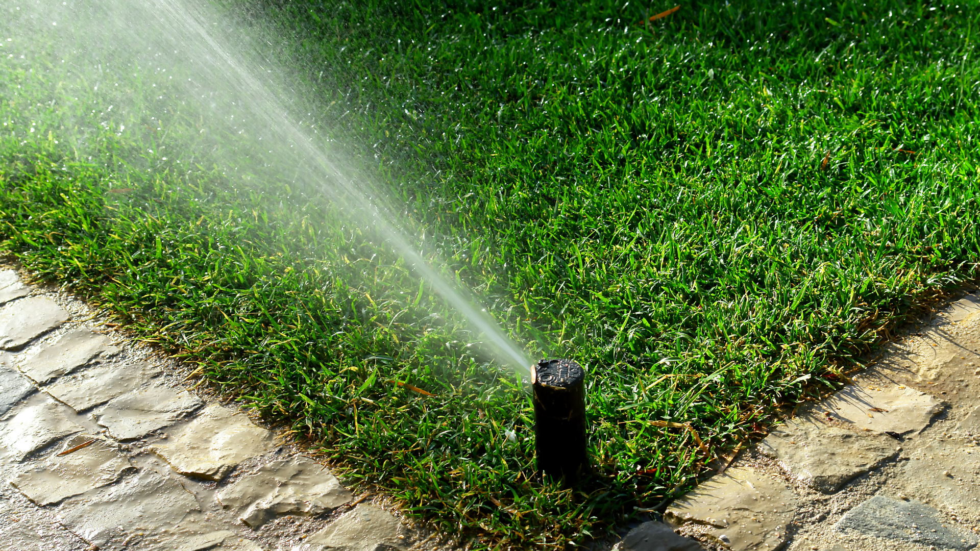 Sprinkler watering green grass next to a stone walkway.